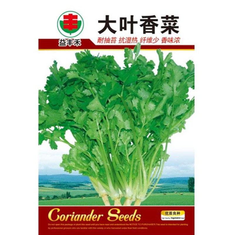香菜籽种子芫荽种籽大叶香菜四川春秋冬季农家田园盆栽阳台蔬菜孑