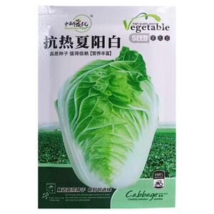 研优抗热夏阳白大白菜种子早熟耐热叶多帮少火锅菜 耐热大白菜