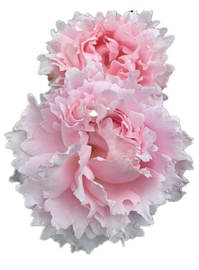 苏菲罗莎新品大花浓香抗病玫瑰