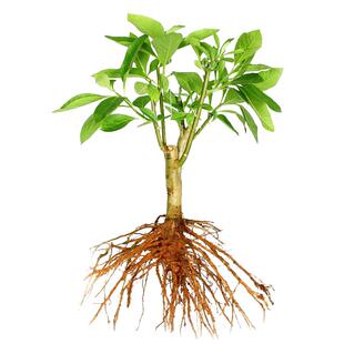 邦喀正宗南非叶马来西亚南非叶树苗干叶茶将军叶  鲜叶顺丰