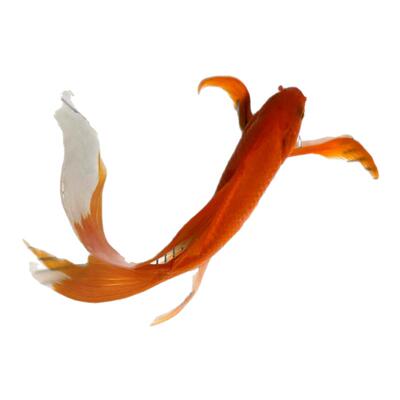 草金喜庆红鱼招财耐活长尾纳福鱼