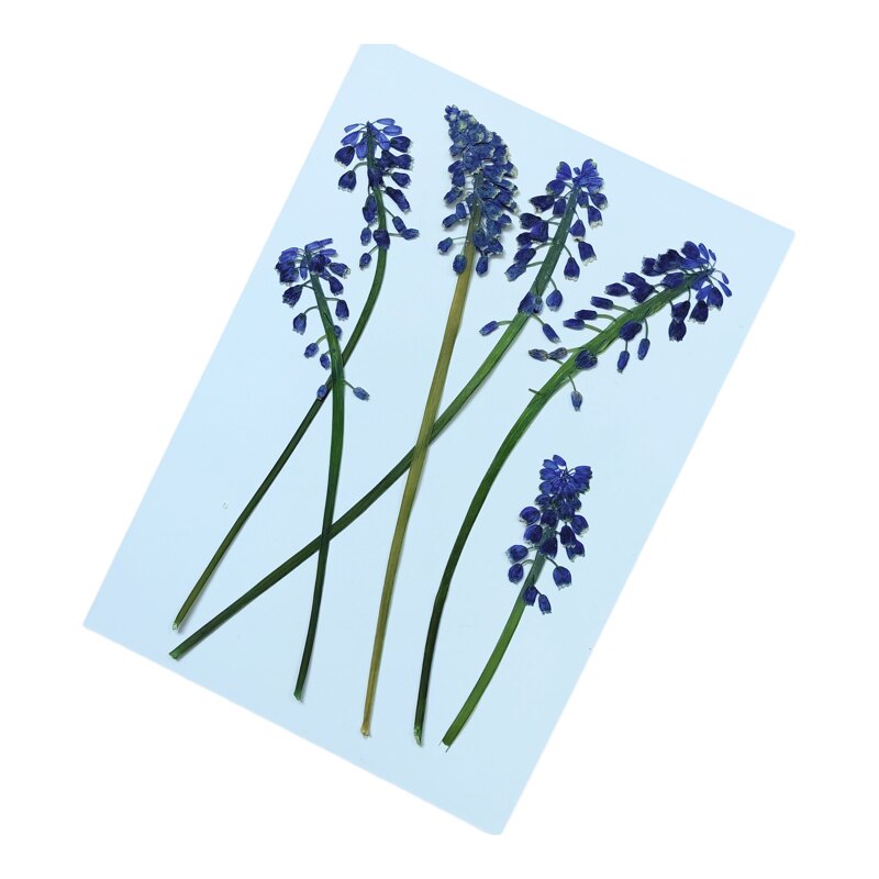 周周压花葡萄风信子干花包DIY