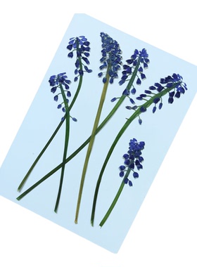 周周压花葡萄风信子干花包DIY