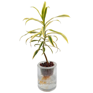 水培金边白合竹水培绿植水培植物室内好养绿植盆栽