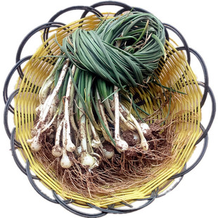 野菜小根蒜种子韭葱野蒜火葱籽红葱头春秋四季播种阳台盆栽蔬菜籽