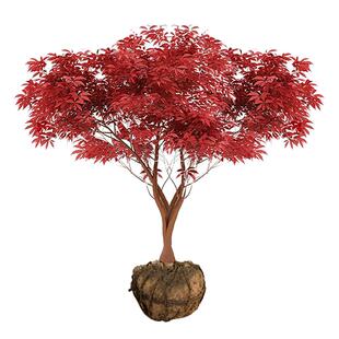 日本红舞姬中国红枫树苗庭院老桩植物别墅室外耐寒绿植南北方种植