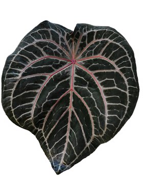 纵野 / 羽络花烛【FTG杂红珊瑚】 天南星科室内观叶植物盆景绿植