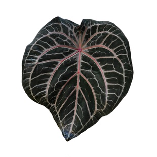 纵野 / 羽络花烛【FTG杂红珊瑚】 天南星科室内观叶植物盆景绿植