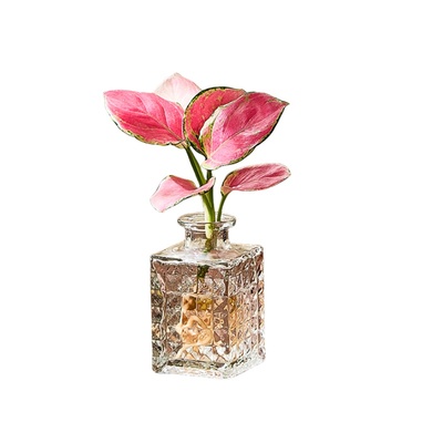 吉利红水培植物如意吉祥适合懒人