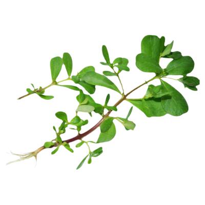 【顺丰包邮】新鲜马齿苋坏了包赔