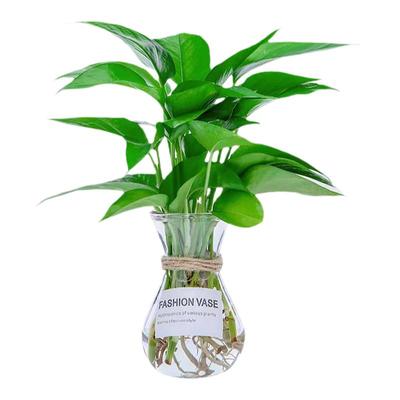 水培绿萝苗盆栽室内观叶长藤垂