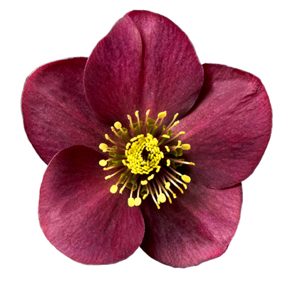 耐寒宿根花叶铁筷子冰霜之吻