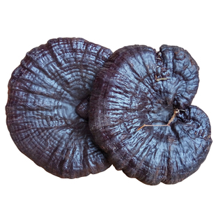 【深山黑灵芝500g】韶关特产半野生灵芝甘香不苦整枝紫林芝可切片