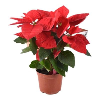 一品红客厅阳台净化空气基地直销