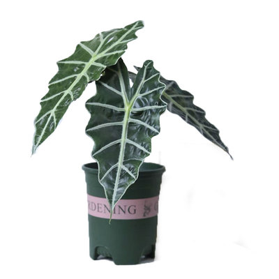 大仙女海芋室内办公桌净化空气