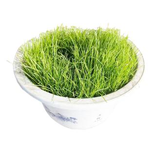 草地早熟禾种子草坪种子 四季青草种庭院绿化草皮草籽 低矮耐践踏