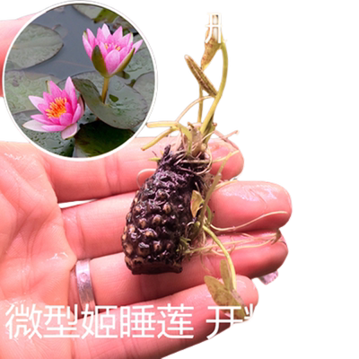 迷你小睡莲水培花卉鱼缸池塘