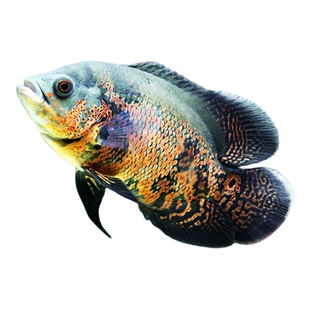 中大型热带观赏鱼淡水鱼黑地图白底图招财鹦鹉鱼活体宠物龙鱼配鱼
