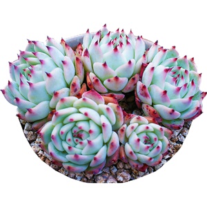 多肉植物水蜜桃吉娃娃玉露贵货花卉室内肉肉盆栽法师老桩绿植好养