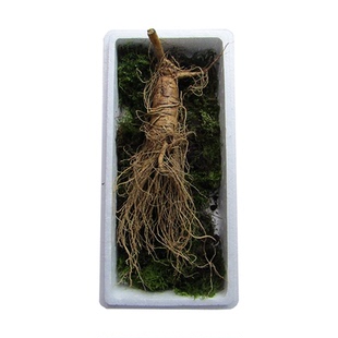 特大带土新鲜人参一斤东北长白山人参现挖6年500克整枝泡酒煲汤参