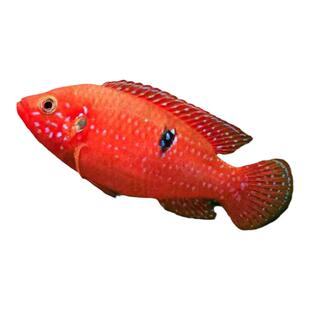 血钻红宝石红钻石食土鲷鱼三湖慈鲷观赏鱼淡水活鱼好养热带鱼包活