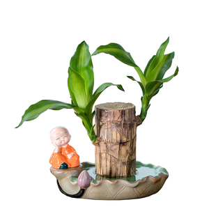 巴西木水养幸运木开花格鲁特小树人盆栽室内桌面水培绿植物小盆栽