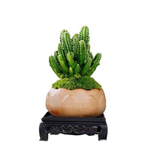 万重山盆景室内盆栽绿植花卉仙人掌四季好养多肉类植物仙人球客厅