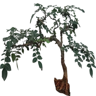 森农哥花椒树麻椒花椒苗盆景盆栽原土种子种植树苗无刺花椒