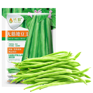 无架地豆种子苗高产不搭架豇豆豆角种孑春夏秋菜豆矮生四季豆种籽