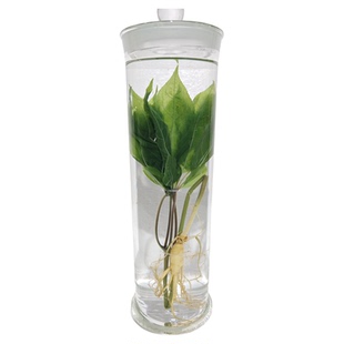 中草药植物标本木质可观察中药植物标本定制保色浸泡水浸玻璃瓶
