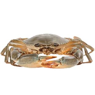 【包活】渔传播三门青蟹公蟹母蟹红膏蟹膏多肉多超大顺丰次日达