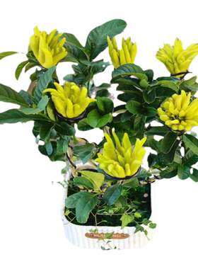 室内外红花小果佛手盆栽/招财佛手花/观赏佛手柑庭院客厅带果绿植
