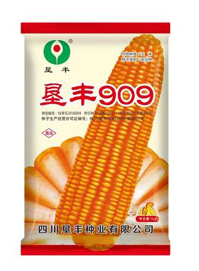 高产硬粒玉米种子、热区玉米种子