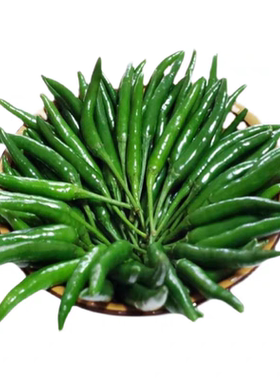 现摘特辣微辣青小米椒青小尖椒