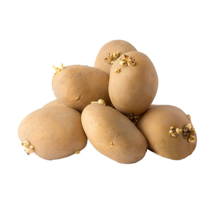 本地高产黄皮黄心土豆种子原种马铃薯种带芽红皮地瓜老品种种籽孑