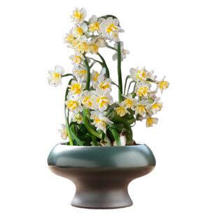 水仙花盆陶瓷水培器皿水养铜钱草盆巴西木专用托盘郁金香种球花瓶