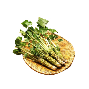 芥末种子春季驱寒辣菜高产优质蔬菜种子山葵 调味品四季盆栽辣根