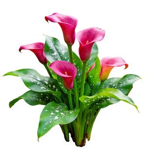 进口彩色马蹄莲盆栽四季易养阳台室内庭院多年生花卉植物花开不断