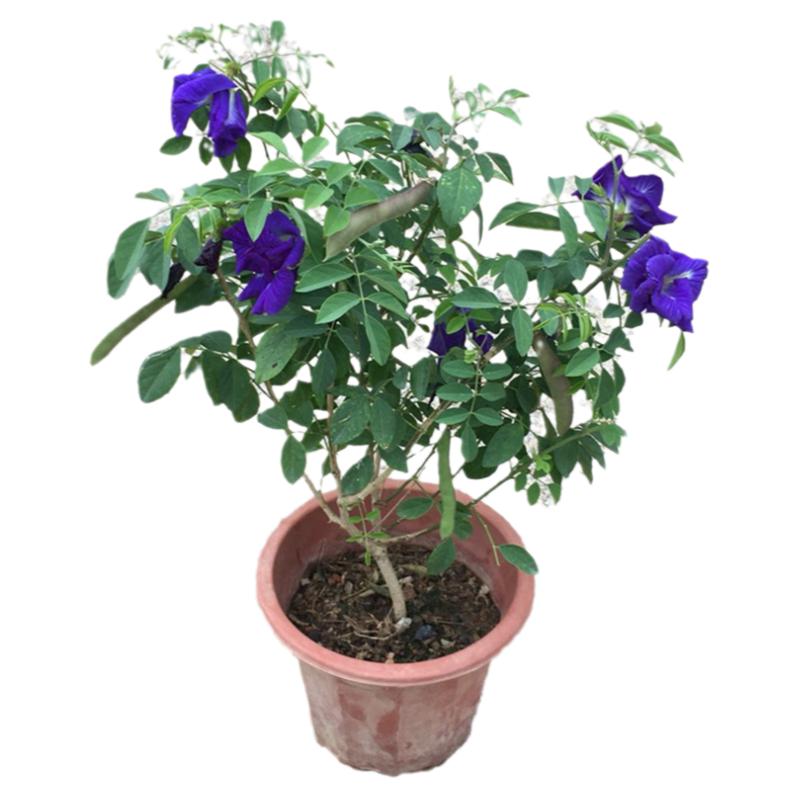 蝶豆花阳台庭院盆栽蝶豆花苗染色花茶植物耐热重瓣蓝色蓝蝴蝶花会