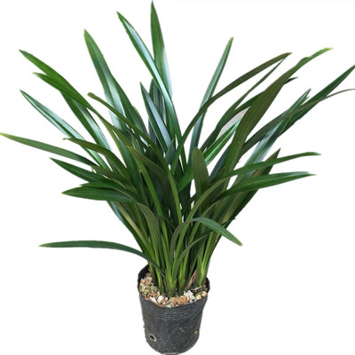 墨兰办公室阳台客厅兰花苗年宵花