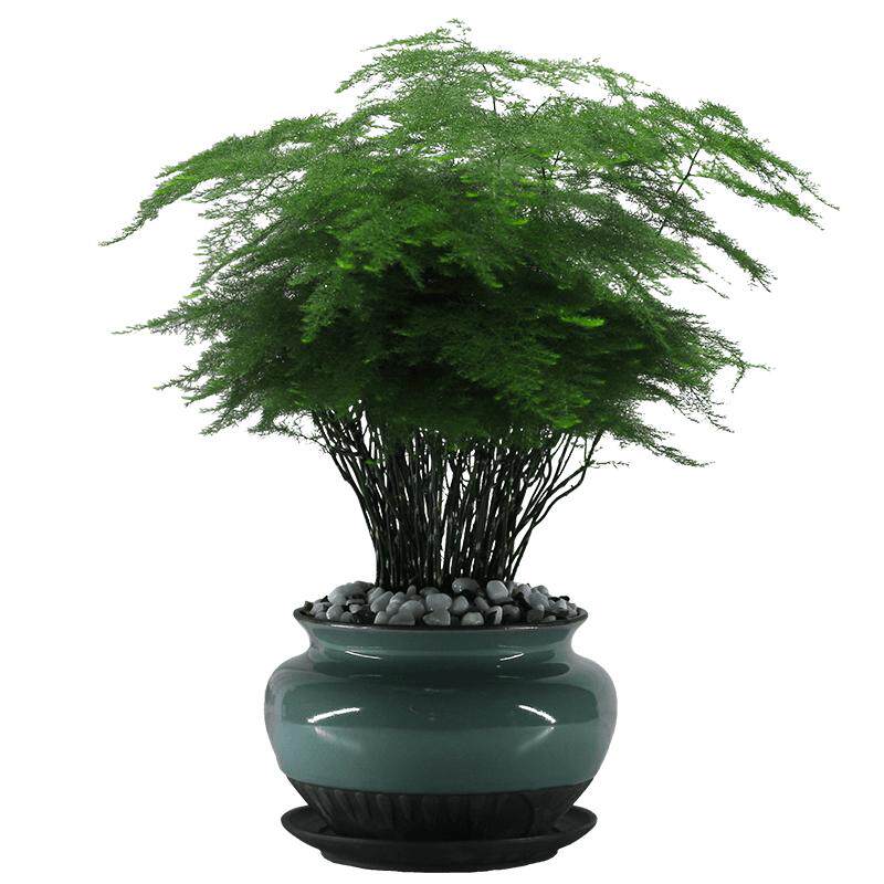 书房文竹植物苗花卉造型创意盆景
