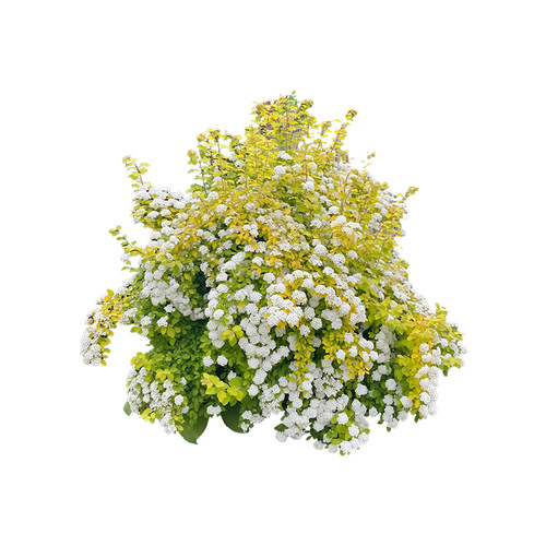 黄金喷泉绣线菊盆栽绿植庭院阳台耐热耐寒喷雪花多年生花镜植物