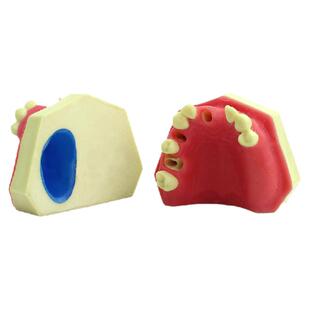 ENOVO颐诺口腔即刻种植练习操作模型上颌骨上颌窦牙列缺失种植体牙医齿科缝合口腔种植训练操作培训模具用品