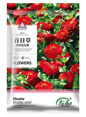 百日草盆栽阳台花籽寿禾