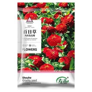 百日草花籽重瓣矮杆花种混色花种子种籽孑子盆栽花苗四季播种花卉