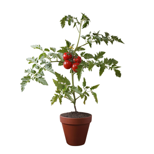 塔莎的花园番茄苗秧苗矮生甜开胃酒马蹄果蔬苗栽种阳台盆栽种苗