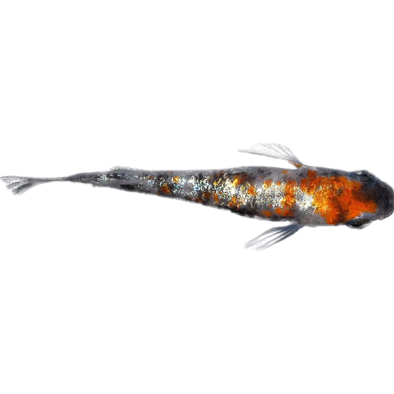 觀背青鳉觀賞魚(yú)魔法魚(yú)冷水魚(yú)小型錦鯉淡水魚(yú)不打氧好養(yǎng)活體包郵損
