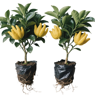 佛手树盆栽带果金华佛手柑盆景可食用果树苗阳台庭院四季花卉绿植