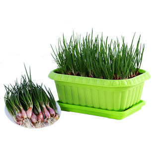葱种葱头小葱四季小香葱种籽红葱头葱苗葱籽香苗火子头孑盆栽种子
