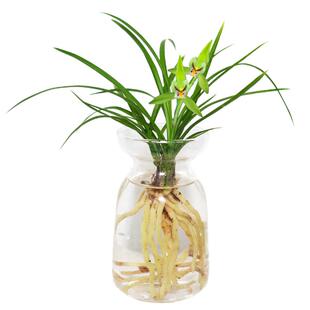 水培植物【春兰小春】兰花苗室内客厅阳台绿植不带花苞名贵盆栽